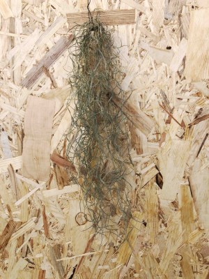 Tillandsia usneoides